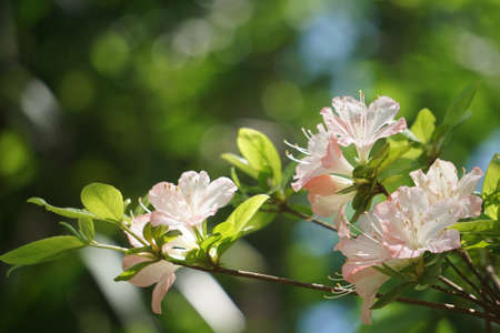Azalea blooming in spring in Japanの写真素材