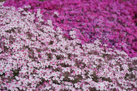 Shibazakura blooming in spring in Japanの写真素材