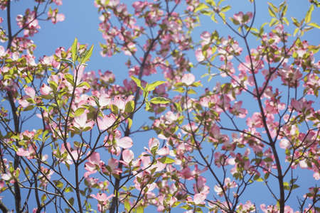 Dogwood blooming in spring in Japanの写真素材