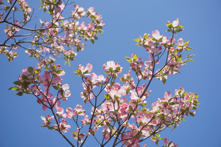 Dogwood blooming in spring in Japanの写真素材