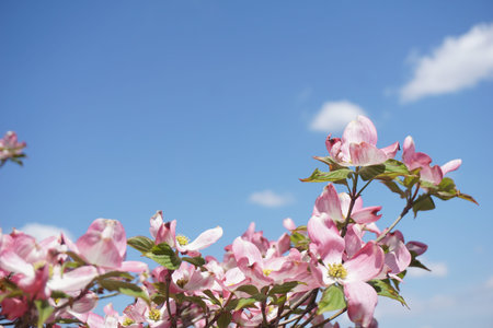 Dogwood blooming in spring in Japan