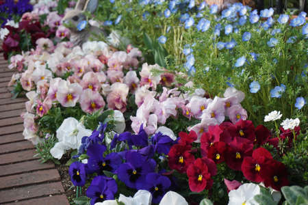 colorful flower bedの写真素材