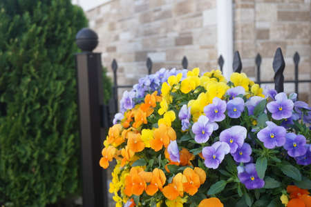 colorful flower bedの写真素材