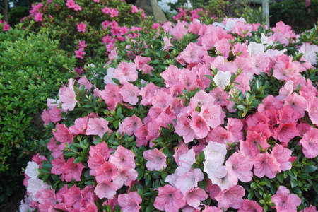 Azalea blooming in spring in Japanの写真素材