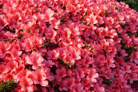 Azalea blooming in spring in Japanの写真素材