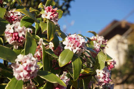 Jinchoge blooming in spring in Japanの写真素材