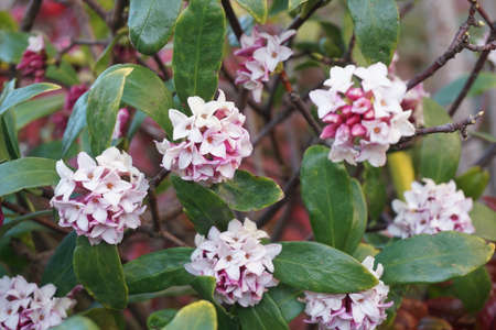 Jinchoge blooming in spring in Japanの写真素材