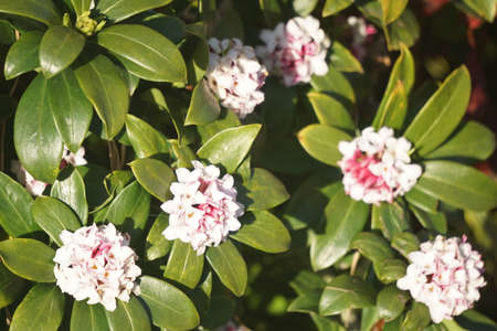 Jinchoge blooming in spring in Japanの写真素材
