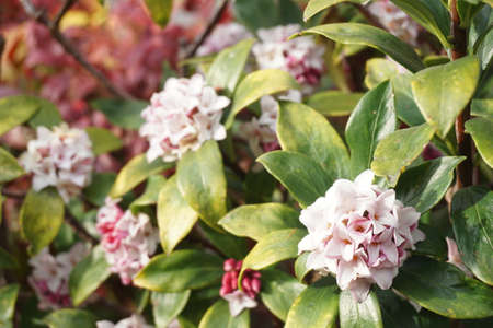 Jinchoge blooming in spring in Japanの写真素材