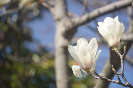 magnolia blooming in spring in japanの写真素材