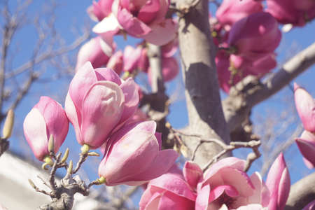 magnolia blooming in spring in japanの写真素材