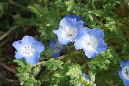 Nemophila blooming in spring in Japanの写真素材