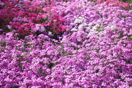 Shibazakura blooming in spring in Japanの写真素材