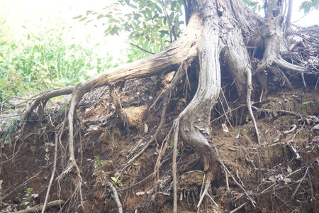 tree rootの写真素材