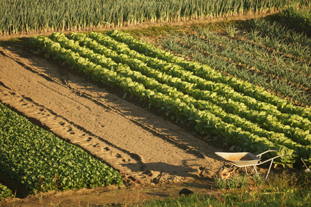 Japanese field