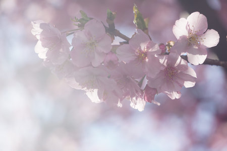 Sakura blooming in spring in Japan