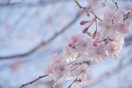 Sakura blooming in spring in Japan