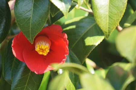 Camellia blooming in winter in Japanの写真素材