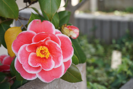 Camellia blooming in winter in Japanの写真素材