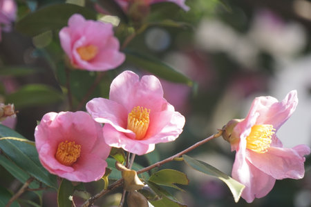 Camellia blooming in winter in Japanの写真素材