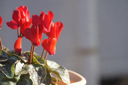 cyclamen blooming in winterの写真素材