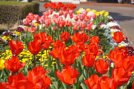 Tulips blooming in spring in Japanの写真素材