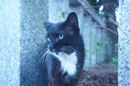 Cats living outdoors in Japan