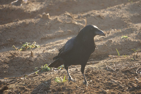 Crows outdoors in Japan