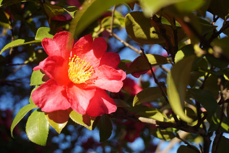 Sasanqua blooming in winter in Japanの写真素材