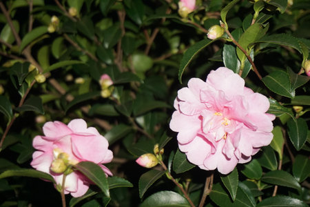 Sasanqua blooming in winter in Japanの写真素材
