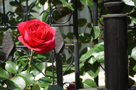 Roses blooming in spring in Japanの写真素材