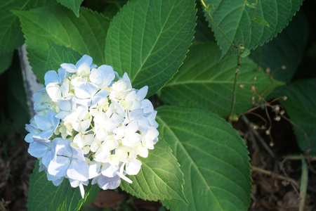 Hydrangea blooming in early summer in Japan