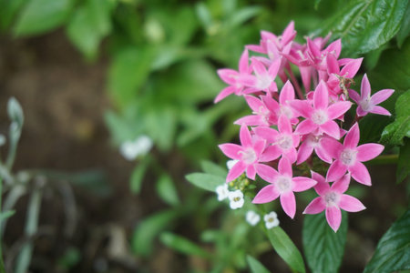 Pentas blooming in summer in Japan