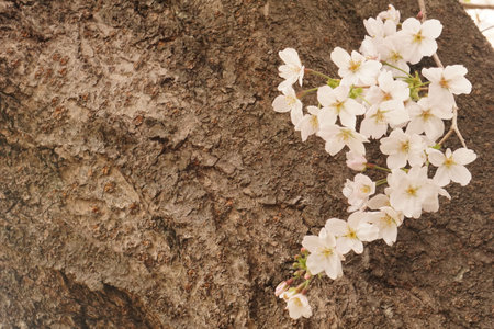 Sakura blooming in spring in Japanの写真素材