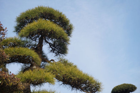 Pine trees and blue skyの写真素材