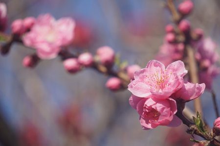 Peach blossoms blooming in spring in Japanの写真素材
