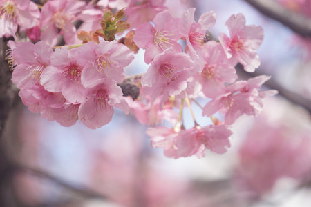 Sakura blooming in spring in Japanの写真素材