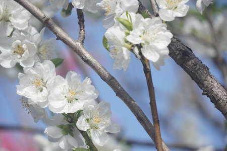 Peach blossoms blooming in spring in Japan