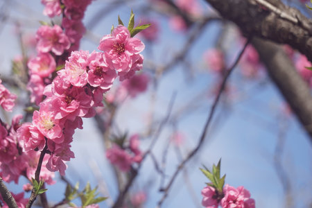 Peach blossoms blooming in spring in Japanの写真素材