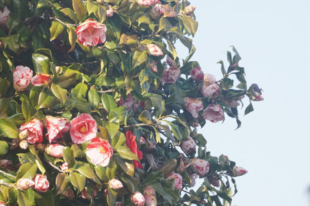Camellia blooming in winter in Japanの写真素材