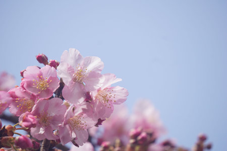 Sakura blooming in spring in Japanの写真素材