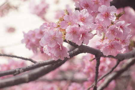 Sakura blooming in spring in Japanの写真素材