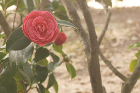 Camellia blooming in winter in Japanの写真素材