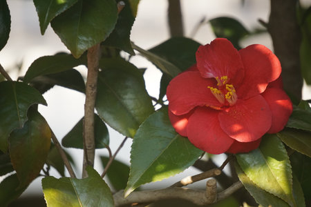 Camellia blooming in winter in Japanの写真素材