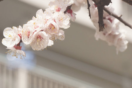 Plum blossoms blooming in winter in Japanの写真素材