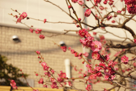 Plum blossoms blooming in winter in Japanの写真素材
