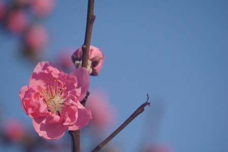 Peach blossoms blooming in spring in Japanの写真素材