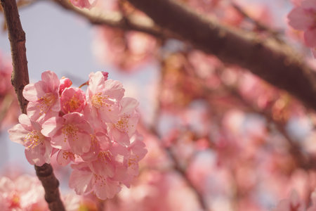 Sakura blooming in spring in Japanの写真素材
