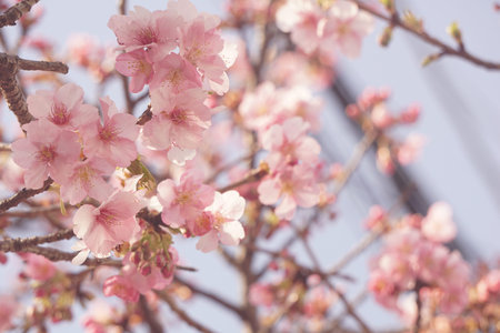 Sakura blooming in spring in Japan