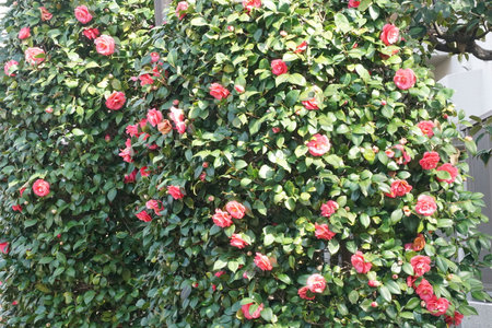 Camellia blooming in winter in Japanの写真素材